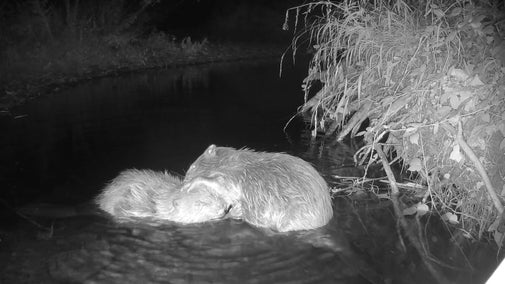 Night camera footage shows two beavers grooming each other
